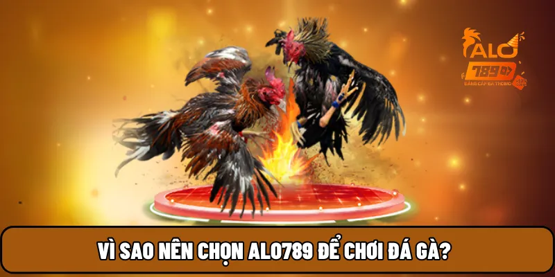 Vì sao nên chọn ALO789 để chơi đá gà?